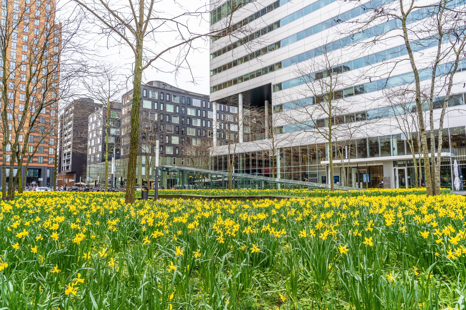 Garden with many yellow field flowers near tall skyscrapers