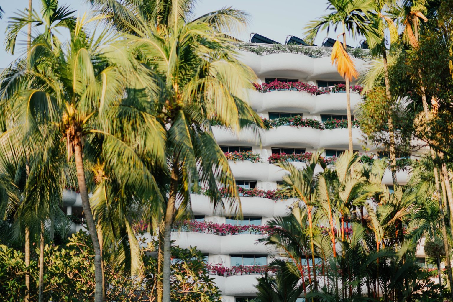 Palm tree, tree, plant and arecaceae | HD photo by chuttersnap